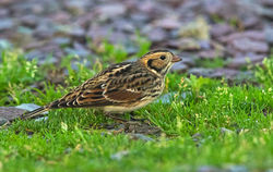 Lapland Bunting photographed at Chouet [CHO] on 7/11/2015. Photo: © Anthony Loaring