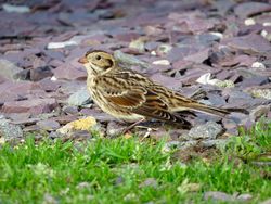 Lapland Bunting photographed at Chouet [CHO] on 8/11/2015. Photo: © Mark Guppy