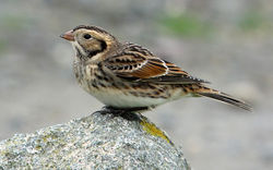 Lapland Bunting photographed at Chouet [CHO] on 8/11/2015. Photo: © Judy Down