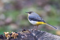 Grey Wagtail photographed at Petit Bot [BOT] on 14/11/2015. Photo: © Andy Marquis