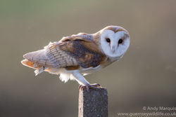 Barn Owl photographed at Chouet [CHO] on 21/11/2015. Photo: © Andy Marquis