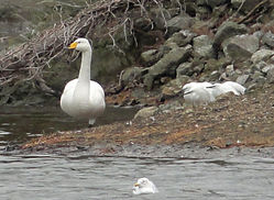 Whooper Swan photographed at Reservoir [RES] on 29/11/2015. Photo: © Judy Down