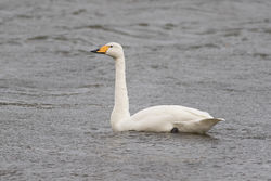 Whooper Swan photographed at Reservoir [RES] on 29/11/2015. Photo: © Rod Ferbrache