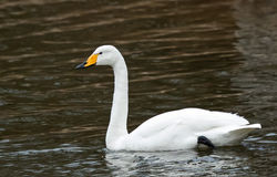 Whooper Swan photographed at Reservoir [RES] on 5/12/2015. Photo: © Anthony Loaring