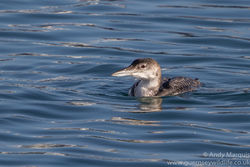 Great Northern Diver photographed at St Sampson's Harbour [STS] on 23/12/2015. Photo: © Andy Marquis