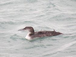 Great Northern Diver photographed at St Sampson's Harbour [STS] on 2/1/2016. Photo: © Mark Guppy