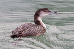 Great Northern Diver photographed at Town Harbour [TOW] on 5/1/2016. Photo: © Adrian Gidney