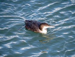 Great Northern Diver photographed at Town Harbour [TOW] on 10/1/2016. Photo: © Mark Guppy