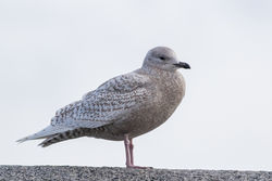 Iceland Gull photographed at Town Harbour [TOW] on 13/1/2016. Photo: © Rod Ferbrache
