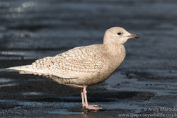 Iceland Gull photographed at Town Harbour [TOW] on 13/1/2016. Photo: © Andy Marquis