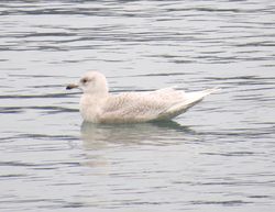 Iceland Gull photographed at Town Harbour [TOW] on 4/2/2016. Photo: © Wayne Turner