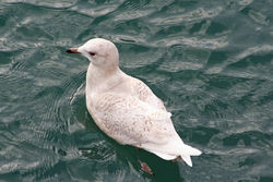 Iceland Gull photographed at Town Harbour [TOW] on 3/2/2016. Photo: © Tim Maclure