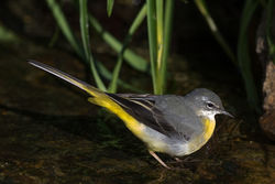 Grey Wagtail photographed at Petit Bot [BOT] on 15/2/2016. Photo: © Rod Ferbrache