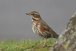 Redwing photographed at Beau Sejour [BEA] on 3/3/2016. Photo: © Rod Ferbrache