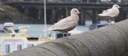 Iceland Gull photographed at Town Harbour [TOW] on 4/3/2016. Photo: © Wayne Turner