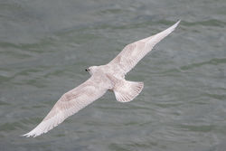 Iceland Gull photographed at Town Harbour [TOW] on 7/3/2016. Photo: © Rod Ferbrache