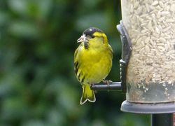 Siskin photographed at Ville es Pies [VEP] on 8/3/2016. Photo: © Tracey Henry