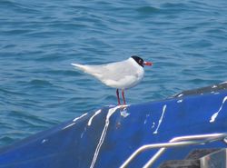 Mediterranean Gull photographed at Town Harbour [TOW] on 15/3/2016. Photo: © Wayne Turner