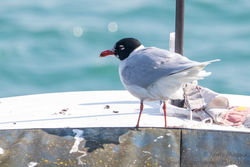 Mediterranean Gull photographed at Town Harbour [TOW] on 17/3/2016. Photo: © Andy Marquis
