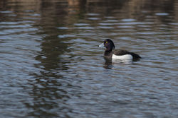 Tufted Duck photographed at Grande Mare [GMA] on 23/3/2016. Photo: © Rod Ferbrache
