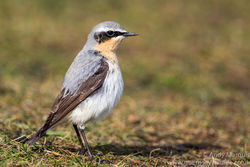Wheatear photographed at Fort Doyle [DOY] on 28/3/2016. Photo: © Andy Marquis