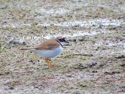 Little Ringed Plover photographed at Colin Best NR [CNR] on 28/3/2016. Photo: © Mark Guppy