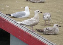 Iceland Gull photographed at Town Harbour [TOW] on 4/4/2016. Photo: © Wayne Turner
