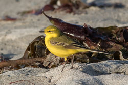 Yellow Wagtail photographed at Jaonneuse [JAO] on 5/4/2016. Photo: © Rod Ferbrache