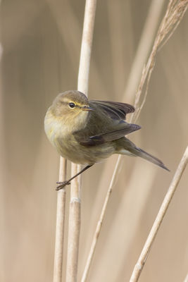 Chiffchaff photographed at Rue des Bergers [BER] on 6/4/2016. Photo: © Rod Ferbrache