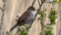 Cetti's Warbler photographed at Grands Marais/Pre [PRE] on 17/4/2016. Photo: ©  Rockdweller