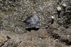 Purple Sandpiper photographed at Humps on 18/4/2016. Photo: © Vic Froome