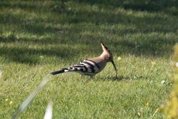 Hoopoe photographed at Rue des Monts on 18/4/2016. Photo: © Vic Froome
