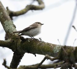 Pied Flycatcher photographed at Fauxquets Valley [FAU] on 26/4/2016. Photo: © Dan Scott