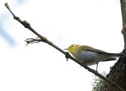 Wood Warbler photographed at Fauxquets Valley [FAU] on 26/4/2016. Photo: © Dan Scott