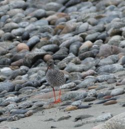 Redshank photographed at Select location on 11/5/2016. Photo: © Julie Davis