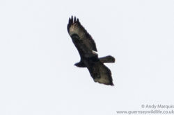 Honey Buzzard photographed at Silbe [SIL] on 15/5/2016. Photo: © Andy Marquis