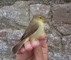 Melodious Warbler photographed at Alderney [ALD] on 6/6/2016. Photo: © ABO