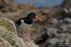 Oystercatcher photographed at Jethou [JET] on 11/6/2016. Photo: © Andy Marquis