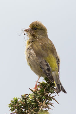 Greenfinch photographed at Fort Doyle [DOY] on 13/6/2016. Photo: © Rod Ferbrache
