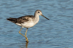 Greenshank photographed at Claire Mare [CLA] on 13/7/2016. Photo: © Anthony Loaring