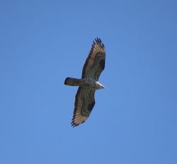 Honey Buzzard photographed at Fauxquets Valley [FAU] on 16/8/2016. Photo: © Mark Guppy