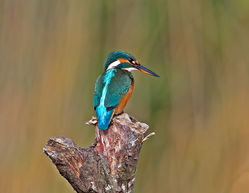 Kingfisher photographed at Rue des Bergers [BER] on 24/8/2016. Photo: © Mike Cunningham