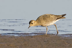 Golden Plover photographed at Claire Mare [CLA] on 30/8/2016. Photo: © Anthony Loaring