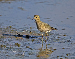 Golden Plover photographed at Claire Mare [CLA] on 31/8/2016. Photo: © Mike Cunningham