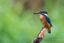 Kingfisher photographed at Rue des Bergers [BER] on 10/9/2016. Photo: © Andy Marquis