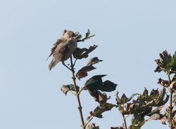 Rose-coloured Starling photographed at Pleinmont [PLE] on 11/9/2016. Photo: © Vic Froome