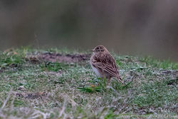 Short-toed Lark photographed at Fort Hommet [HOM] on 15/9/2016. Photo: © Andy Marquis