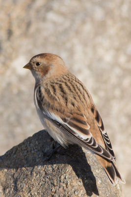Snow Bunting photographed at Chouet [CHO] on 30/9/2016. Photo: © Rod Ferbrache