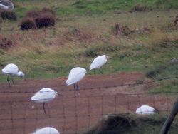 Cattle Egret photographed at Colin Best NR [CNR] on 4/11/2016. Photo: © Mark Guppy