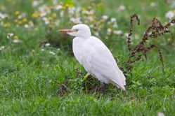 Cattle Egret photographed at Colin Best NR [CNR] on 4/11/2016. Photo: © Adrian Gidney
